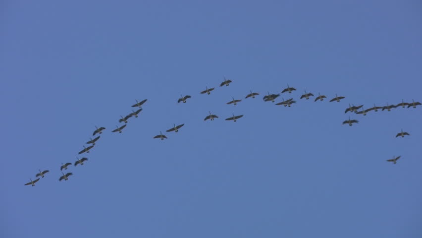 Flock of flying geese.