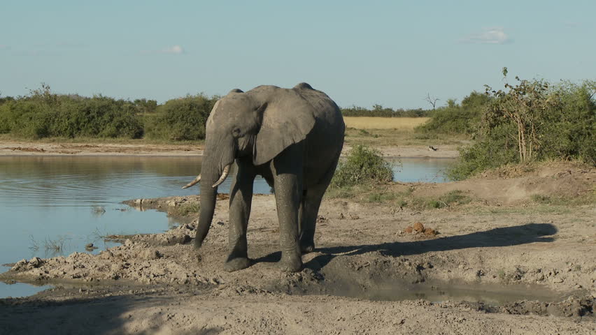 An african bull elephant uses its trunk to sniff out a potential threat. It backs up and gives an agressive head toss in a show of dominance