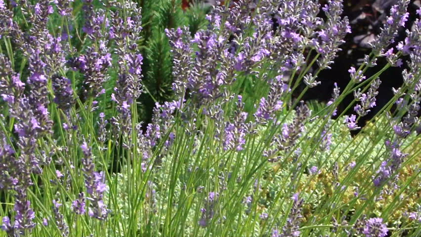 Lavender swaying in light breeze 