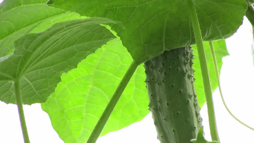Part of a cucumber plant