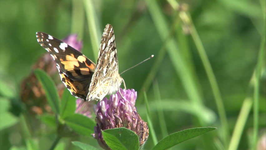 Painted Lady butterfly is suckling nectar by proboscis from clover flower.