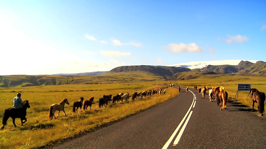 Herd of wild horses moving alongside a tarmac country road 60 FPS