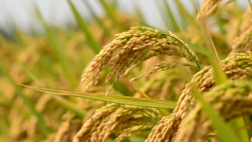 Header of Rice