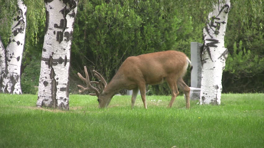 Utah Mule Deer in a city cemetery in Salt Lake City. Trees, bushes, headstones and garden. Buck with antlers in velvet eating grass in park. 