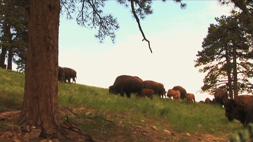 1113 Bison Grazing Ranch Land with Calves. Buffalo & lush spring field grasses. Great for themes of domesticated animals, ranching, food production, nature, American culture, seasonal, animal babies.