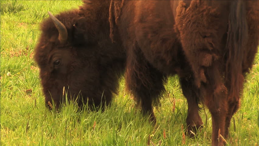 1113 Bison Grazing Ranch Land with Calves. Buffalo & lush spring field grasses. Great for themes of domesticated animals, ranching, food production, nature, American culture, seasonal, animal babies.
