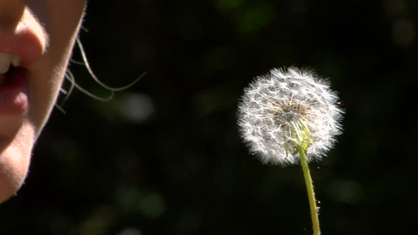 Blow Dandelion Slow Motion