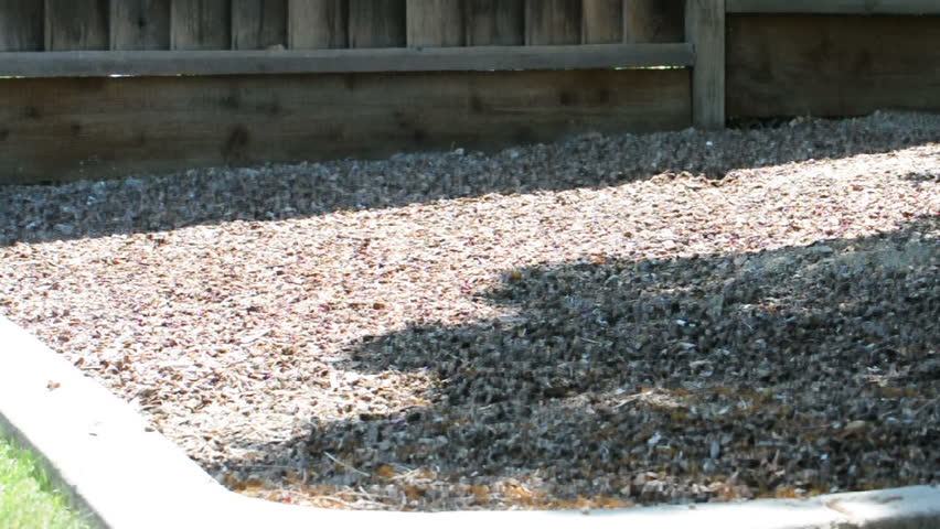 An electric RC truck has fun in the tan bark.