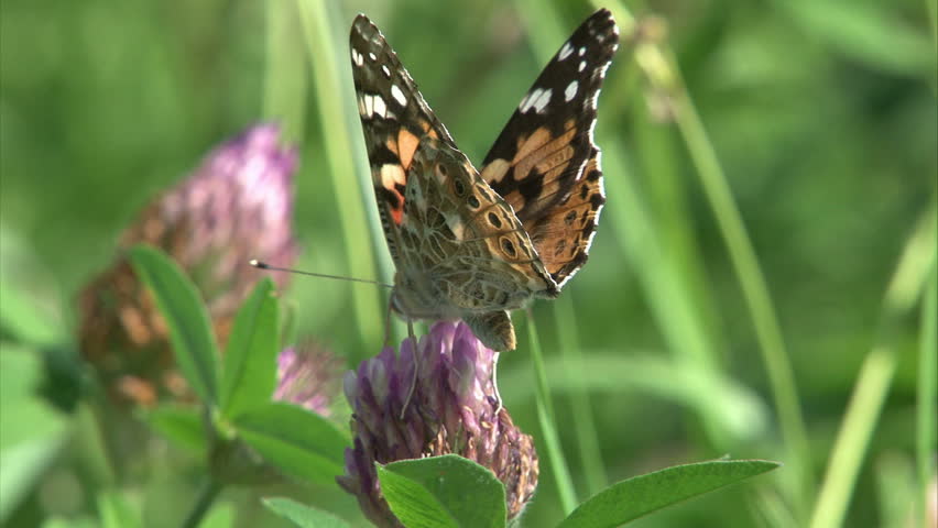 Painted Lady butterfly is suckling nectar by proboscis from clover flower.