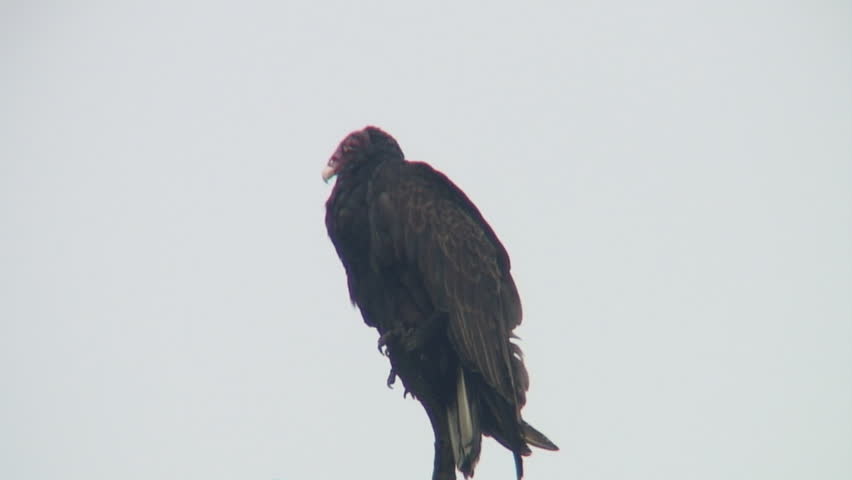 Turkey Vulture (Cathartes aura) sits atop dead tree and surveys his surroundings while preening his five foot wingspan.