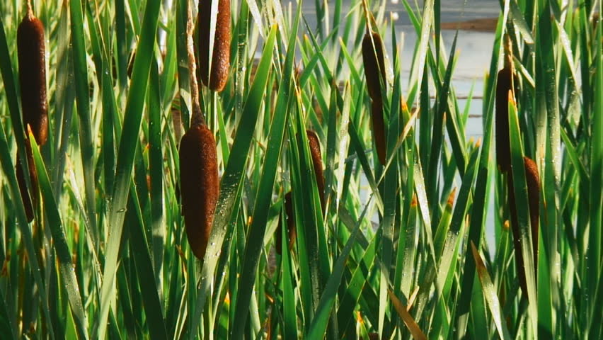 closeup as morning dew glistens on cattails 