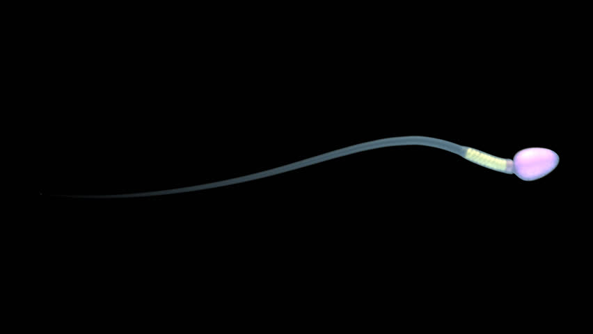 Single sperm. Contains alpha channel.