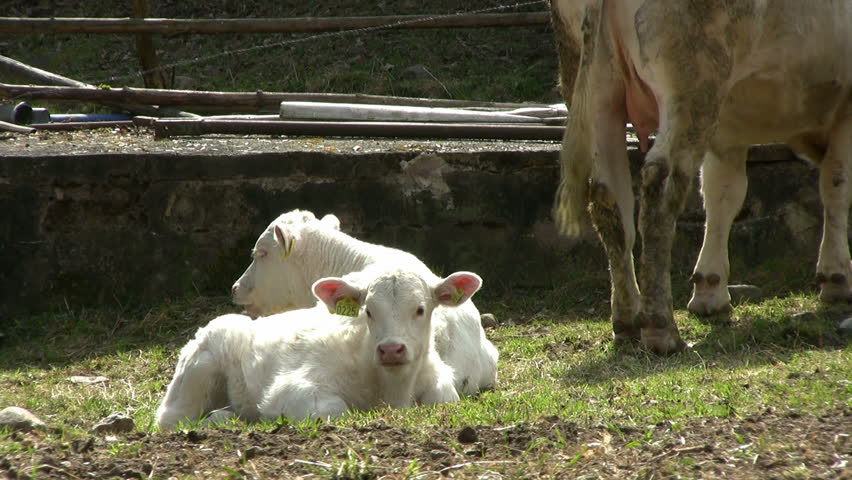 two calf resting in the sun