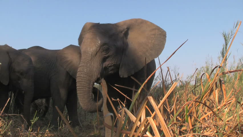 Elephant jump and head shake  