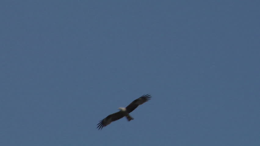 Wildlife flying hawk silhouettes