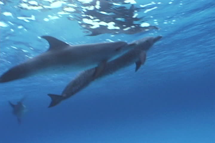 Atrantic spotted dolphin