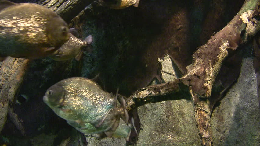 Piranha swimming in water