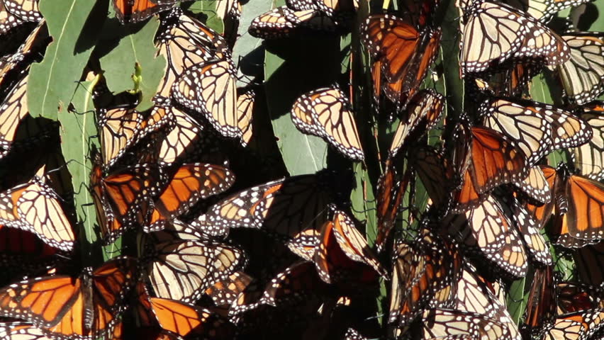 A Group Of Butterflies 107