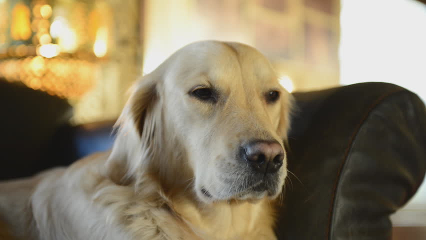 dogs falling asleep at home