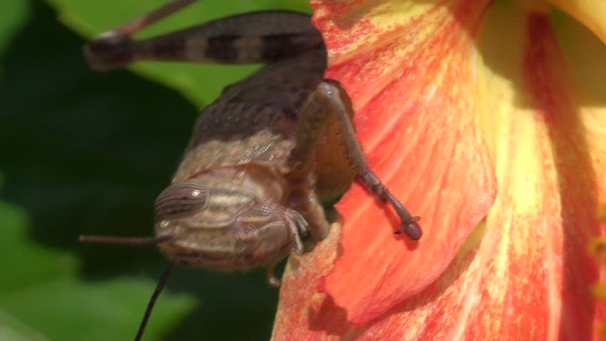 Big locust feeding close up 