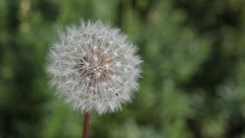 Dandelion - HD video of a dandelionvmoving in the breeze on green background
