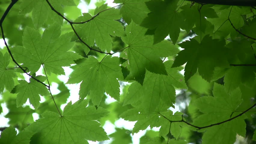 Amazing background shot of green maple leaves. HD 1080i