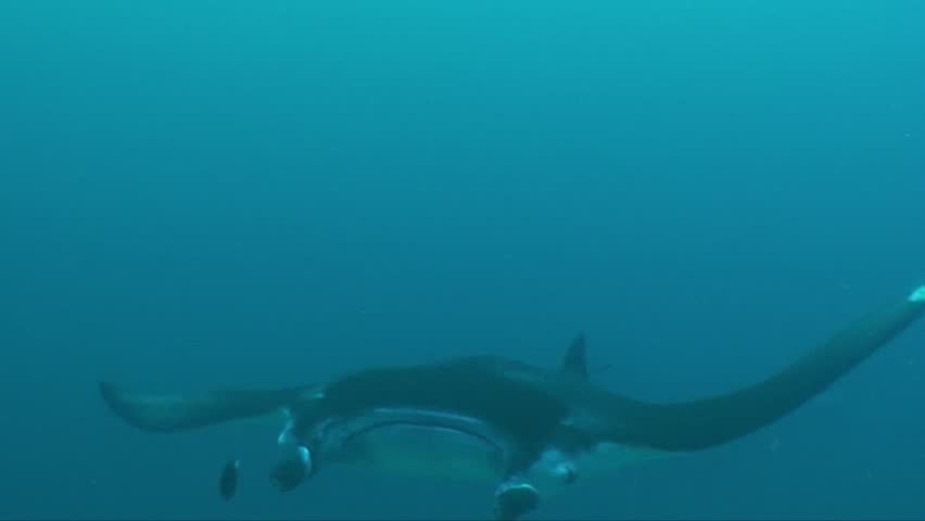 Manta Ray swimming right over the camera position