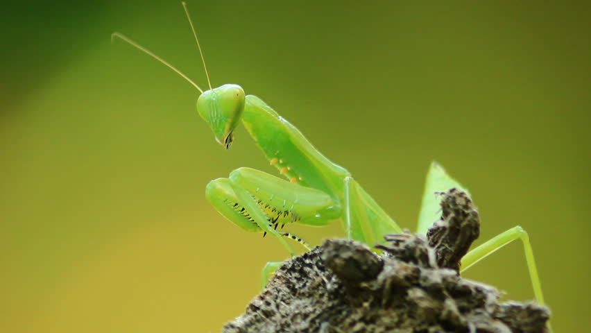 Praying Mantis Stock Footage Video | Shutterstock