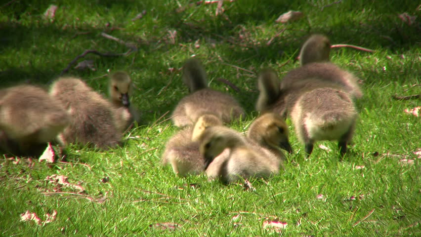 A family of Canada geese goslings are eating in a field. 