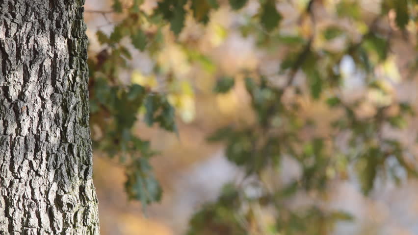 Autumn / Fall - HD footage of a majestic oak's trunk and branches 