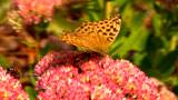 Honey gathering at a  Showy Stonecrop - Silver-washed Fritillary -  Honeybees  