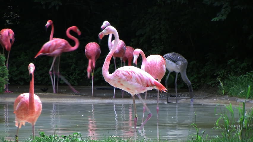 Flamingos Rushing Out of Water


