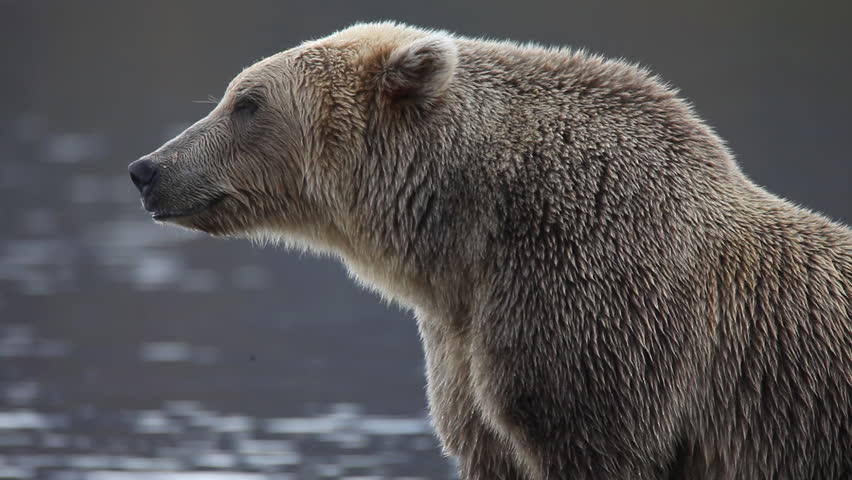bear
