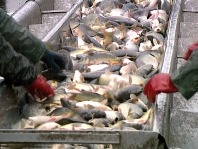 sorting the fish on the fish pond