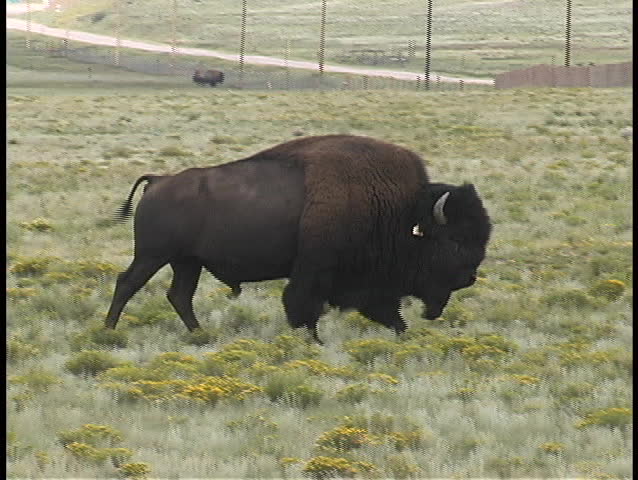Tight view of a buffalo (American Bison) striding across his pasture and stopping to graze from time to time.