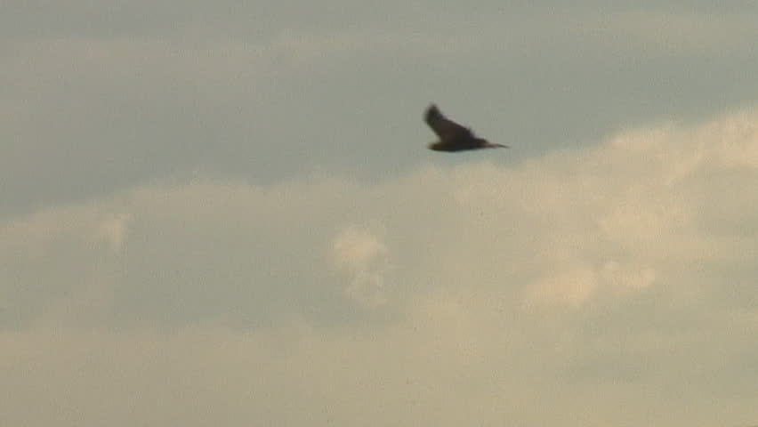 golden eagle hunts for prey above mountain valley