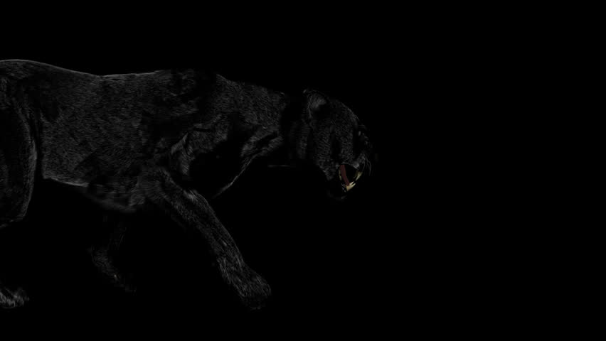 Stalking black panther