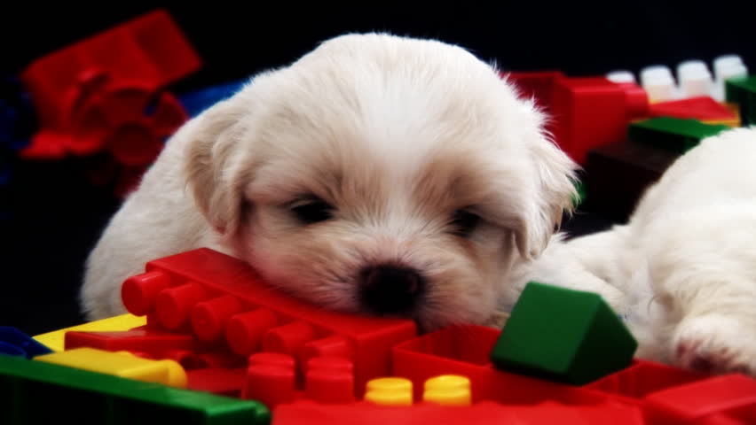 Cute Fluffy Puppy chewing a Toy Brick