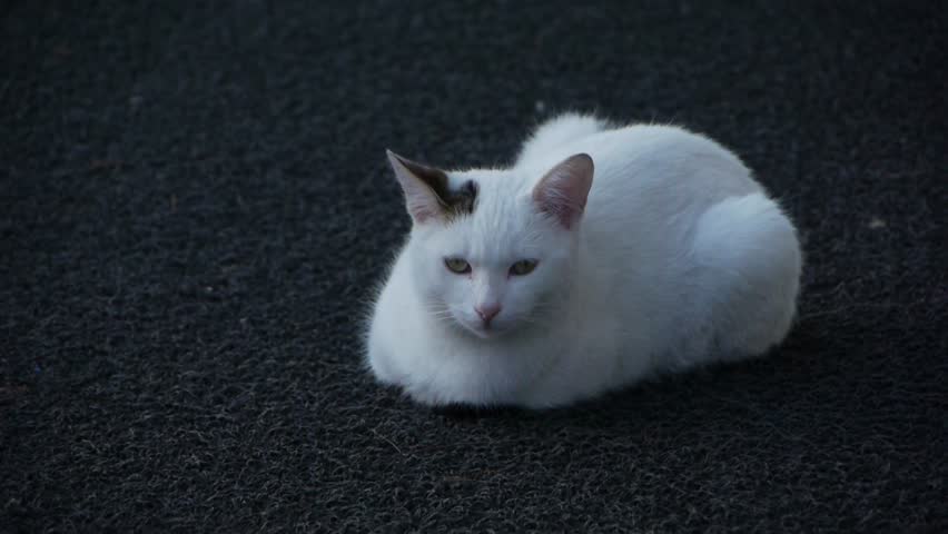 a sleepy cute cat lie down and try to hear something moves her ears funnily 
