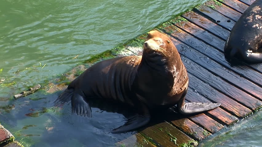 Sea Lions getting some sun on a floating dock in Newport, Oregon