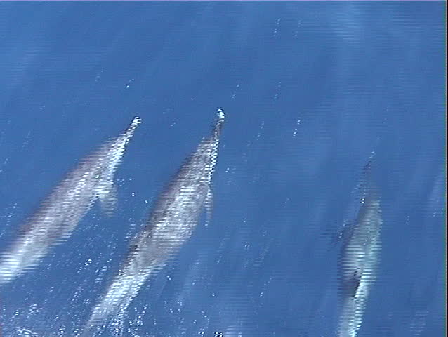 Group of dolphins (porpoise) shot from a deep sea fishing boat. Beautiful blue green water.