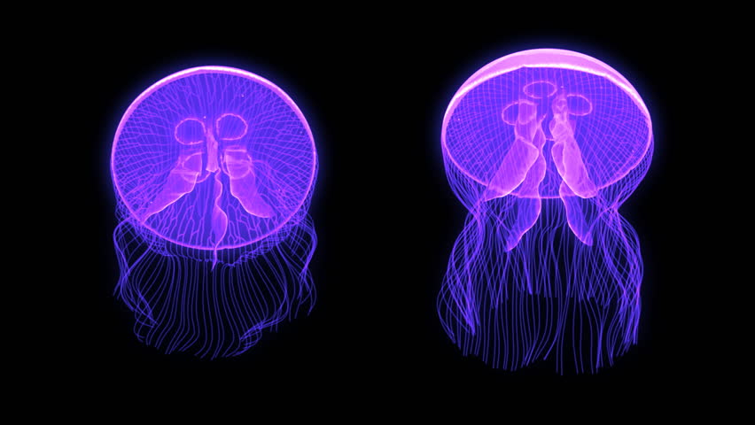 Jellyfish Nightlights looping assets isolated on a blank background.  Available in 5 colors, each color is available on a black or white background.