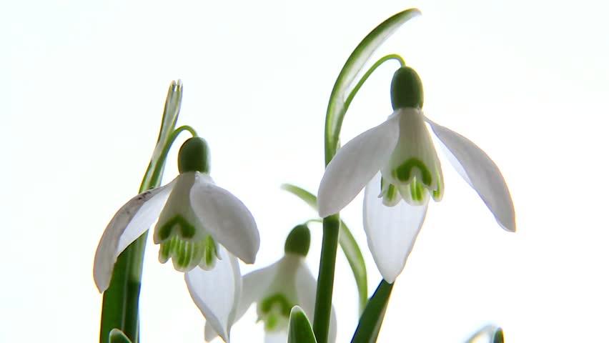 Header of galanthus