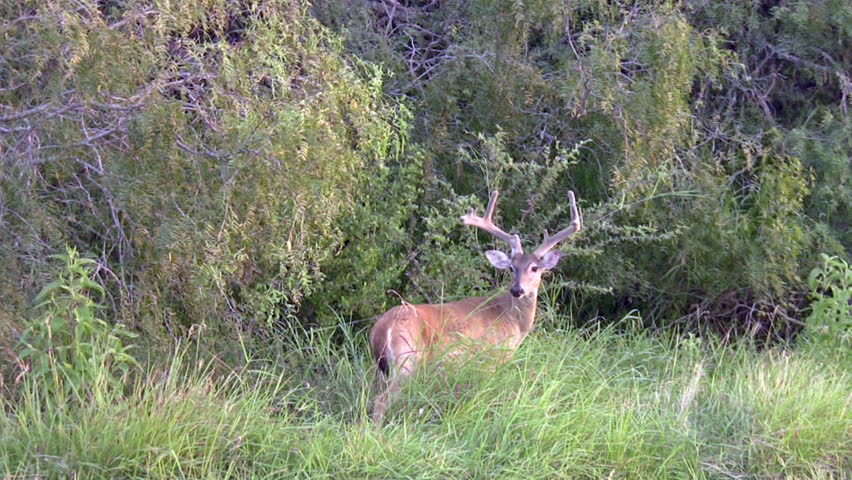 Video of a male Whitetail buck in a south Texas state park forest. Mesquite trees and green grass. Antlers still in velvet covering. Handheld shot in nature. Mature buck with large antlers. 