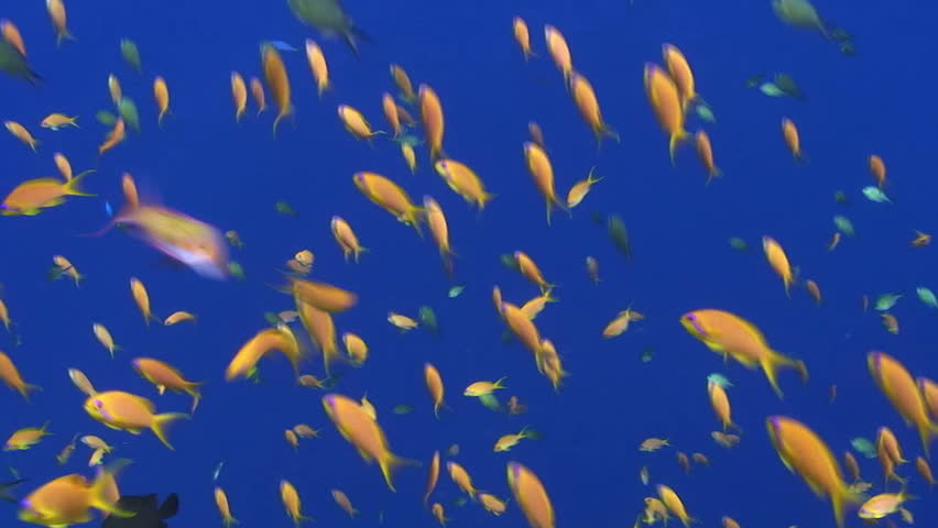 A school of Lyretail anthias (Pseudanthias squamipinnis) on a blue background. Red Sea, Egypt.