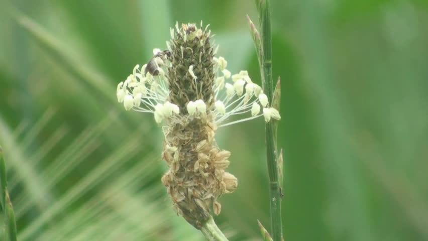 Flower and honeybee