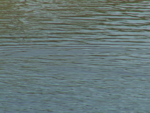 Duck and geese on lake, pan left to revel walking bridge.