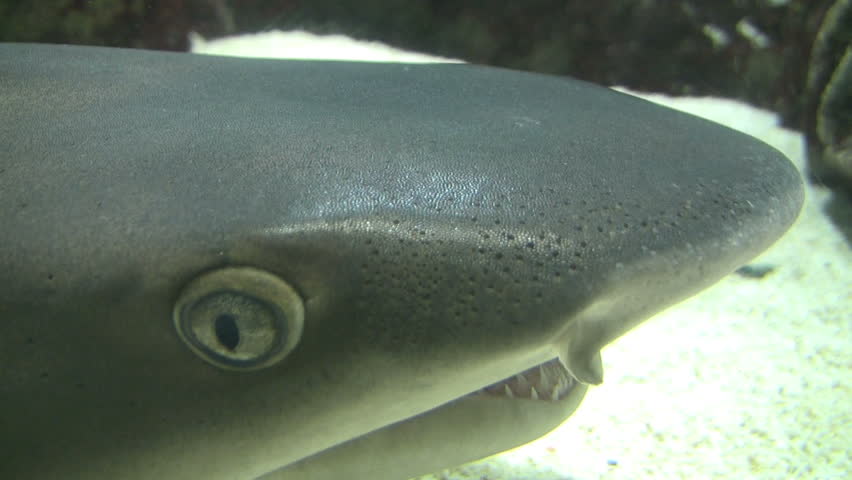 Whitetipped Reefshark Shark closeup