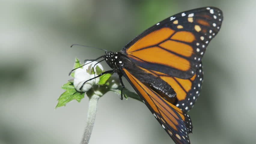 Monarch butterfly shot on Red One over cranked at 60fps 180degree shutter. 