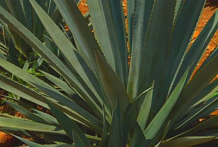 A Mexican blue agave (tequila) field, about to be harvested.